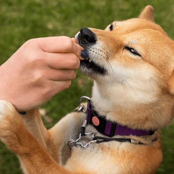 Pawlabs G-Max Joint Support for Dogs - Maximum Strength Hip & Joint Supplement with Glucosamine, Chondroitin, MSM etc - Relieves Arthritis Pain & Hip Dysplasia - Bacon Flavor, 60 Chews