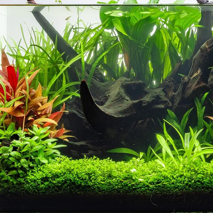 Ultum Nature Systems Driftwood - Mopani Wood - Natural Aquarium Hardscape for Planted Tank Aquascaping - Fish, Crab, Reptile, Bird, Paludarium Enclosure Structure, Terrarium Decor - LRG 3Pc, 17-22"