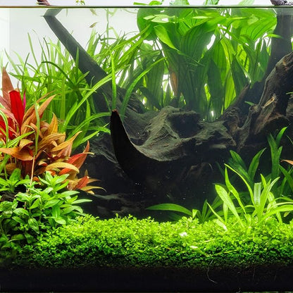 Ultum Nature Systems Driftwood - Amazon Drift Wood for Fish Tank, Planted Tank, Terriarium, Paludarium - Versatile Natural Driftwood Decor, Events Wood Centerpiece - Amazon Wood, M 9-16, 3 Pack