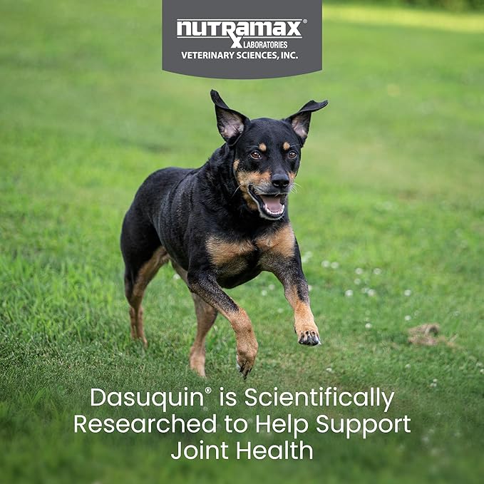Nutramax Dasuquin for Small to Medium Dogs, Joint Health Supplement, Contains Glucosamine for Dogs, Plus Chondroitin, ASU and More, Supports Healthy Joints, Soft Chews, 84 Count