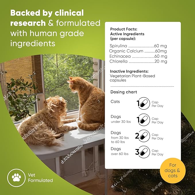 Rooted Owl Blood Support - Immunity, Recovery and Iron Supplement for Dogs & Cats - Anemia Support with Spirulina and Chlorella - 60/ct Vegan Capsules