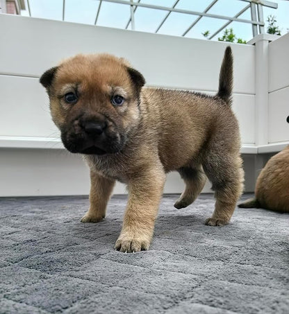 Whelping Mat for Dogs,Washable Pee Pad,for Small and Large Breed Puppies (Only Whelping Pad)