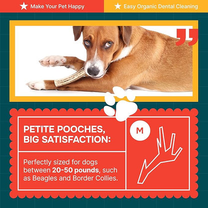 100% Natural - Elk Antlers for Dogs (3 Pack) - Chewers - Naturally Shed in USA - Dog Antler Chews for Medium Breeds - Natural, Long-Lasting Treats for Aggressive Chewers - No Odor & No Mess - Medium