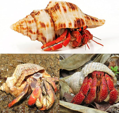 5PCS Extra Large Hermit Crab Shells | Natural Sea Conch Size 3" - 4.7", Opening Size 1.6" - 2.7" | Turbo Seashells for Hermit Crab Supplies and Beach Decoration Large Sea Shell