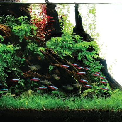 Ultum Nature Systems Driftwood - Amazon Drift Wood for Fish Tank, Planted Tank, Terriarium, Paludarium - Versatile Natural Driftwood Decor, Events Wood Centerpiece - Amazon Wood, M 9-16", 5 Pack