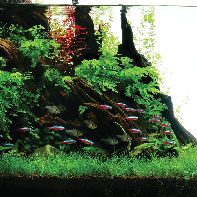 Ultum Nature Systems Driftwood - Mopani Wood - Natural Aquarium Hardscape for Planted Tank Aquascaping - Fish, Crab, Reptile, Bird, Paludarium Enclosure Structure, Terrarium Decor - LRG 1Pc, 17-22"