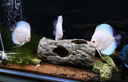 Large Reptile Hide, 12”, Aquarium Decor, Territorial Fish Hideaway, Hideout House, Reptile Decoration