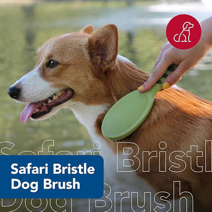 Coastal Pet - Safari - Bristle Dog Brush, Brush, Large (9" L x 2.625" W)
