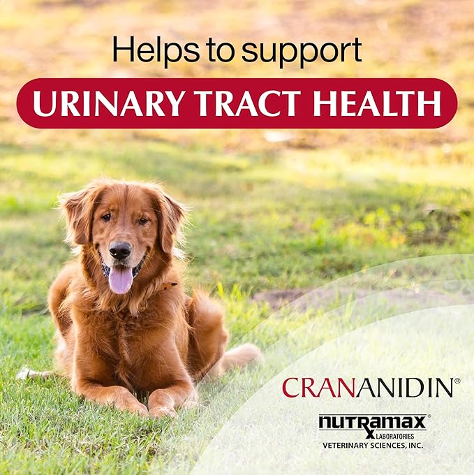 Nutramax Laboratories Crananidin Cranberry Extract Urinary Tract Health Supplement for Dogs, 75 Chewable Tablets