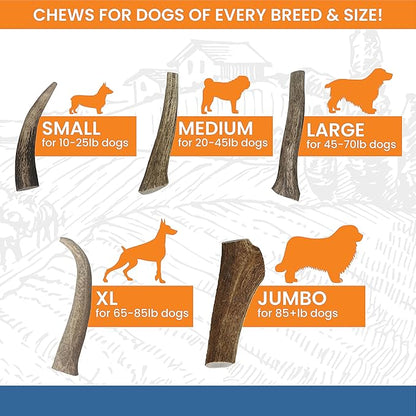 Elk Antlers for Dogs - Made in USA, Natural, Long-Lasting Dog Antler Chews - Split Antlers for Aggressive Chewers - Deer Antler Chew Bones for Small, Medium, Large & Extra Big Dogs