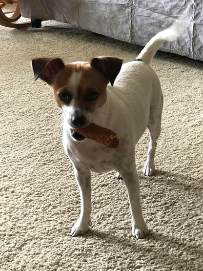 DOGCHEWZ™ Rawhide Free Basted Roll Chicken Wrapped Dog Chew Treats | Size 5 Inch (8 Count/Bag) - Gluten Free