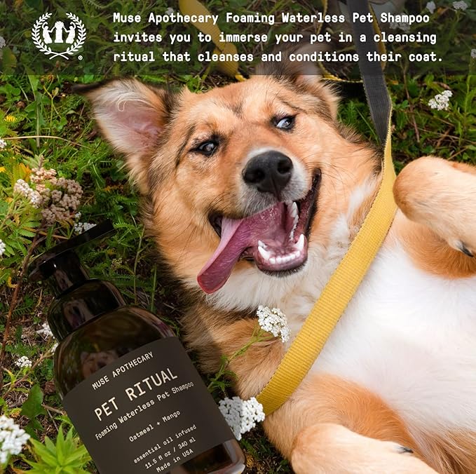 Muse Apothecary Pet Ritual Foaming Waterless Dog Shampoo - No Rinse Dry Shampoo for Dogs & Cats - Essential Oils Infused, 11.5oz, Oatmeal + Mango
