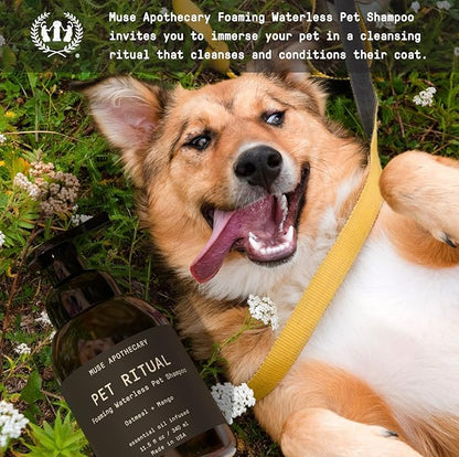 Muse Apothecary Pet Ritual Foaming Waterless Dog Shampoo - No Rinse Dry Shampoo for Dogs & Cats - Essential Oils Infused, 11.5oz, Oatmeal + Mango