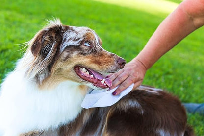 earthbath Green Tea and Awapuhi Grooming Wipes- Dog and Cat Cleaning Wipes for Paws and Butt, Cruelty-Free, Removes Dirt and Dander- 100 Count, 1 Pack