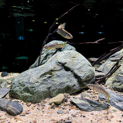 Aquarium Stone Green River Rock 40LB Rocks aquascaping Fish Tank Decor Rocks for Aquariums Fairy Gardens Model Railroads Dioramas Wargaming Mosaic Art(4-10inch/7PCS)