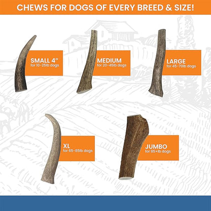 Elk Antlers for Dogs - Dog Antlers for Aggressive Chewers - USA Sourced Elk Antler for Dogs to Promote Oral Health - Long Lasting Antler Chews for Small, Medium, Large & XLarge Dogs