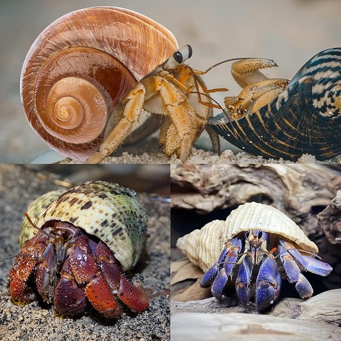 5PCS Medium and Large Hermit Crab Shells | Natural Sea Conch Size 2.2" - 3.4", Opening Size 1.5" - 2" | Turbo Seashells for Hermit Crab Supplies and Beach Decoration Medium Large Sea Shell