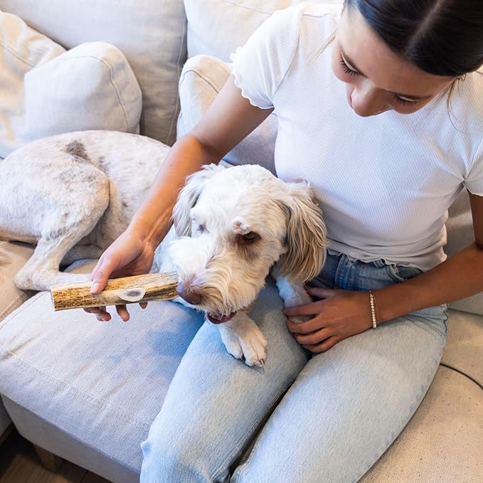 Good Trouble Pets Premium Elk Antlers for Large Dogs - All-Natural, Shed Antler Chews for Dental Health & Calming - Durable Dog Bones for Aggressive Chewers - Cruelty-Free, North American Sourced
