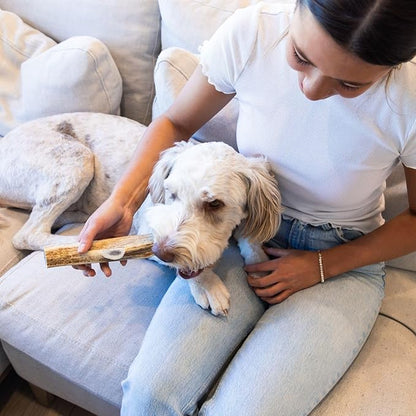 Good Trouble Pets Premium Elk Antlers for Large Dogs - All-Natural, Shed Antler Chews for Dental Health & Calming - Durable Dog Bones for Aggressive Chewers - Cruelty-Free, North American Sourced