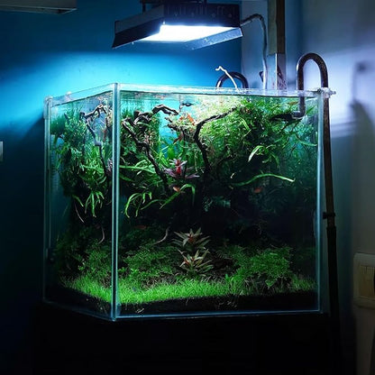 Ultum Nature Systems Driftwood - Spider Wood on Slate Stone for Fish Tank, Planted Tank, Terriarium, Paludarium - Versatile Natural Driftwood Decor - Spider Wood on Slate Stone, M 12-15", 3 Pack