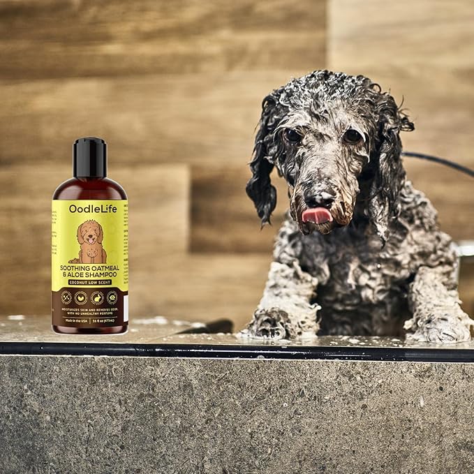 Dog Shampoo and Conditioner Aloe Oatmeal + Coconut 16 fl oz - Natural Dog Shampoo Sensitive Skin Dog Breeds, Moisturising, Dog Shampoo for Smelly Dogs, Goldendoodles