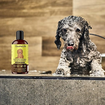 Dog Shampoo and Conditioner Aloe Oatmeal + Coconut 16 fl oz - Natural Dog Shampoo Sensitive Skin Dog Breeds, Moisturising, Dog Shampoo for Smelly Dogs, Goldendoodles