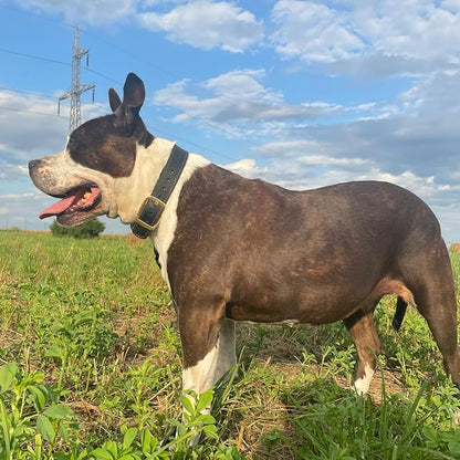 ADITYNA Heavy Duty Leather Dog Collar for Medium Dogs - Soft and Strong Leather Dog Collar for Medium Dog Breeds (Black - Gold Colored Buckle, Medium: Fit 13" - 20" Neck)