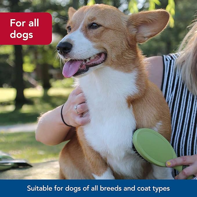 Coastal Pet Safari Bristle Dog Brush, Brush, Small (8" L x 2" W)