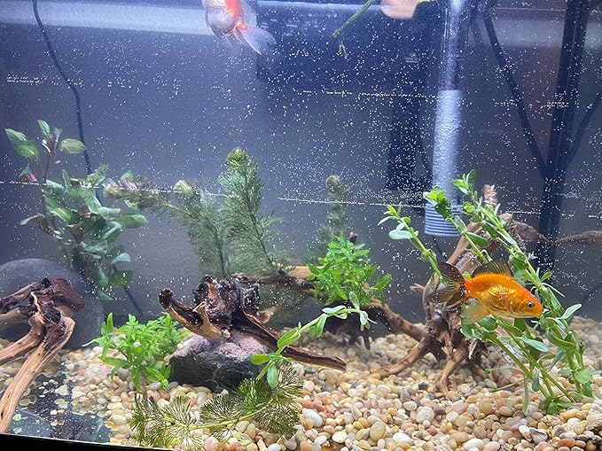 10pcs Natural Small Spiderwood Driftwood for Aquarium Decor Aquarium Driftwood Freshwater Reptile Driftwood Aquarium spiderwood (spiderwood 5-6inch 10pcs)