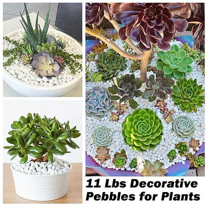 11Lbs Natural River Rocks for Plants 1''-2'' Large Landscaping Garden Stones White Aquarium Gravel for Decorative Pebbles for Indoor Outdoor Planters, Big Terrarium Rocks in Bulk, Home Decor