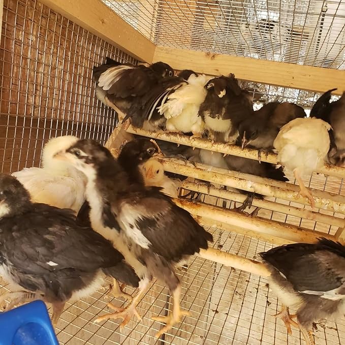 Chick Perch Chicken Coop Toys and Accessories,Chick Roosting Bar,Brooder for Baby Chicks,Strong Wooden Bird Perch. (Style 2, 14.4" x 10.7" x 6.7)