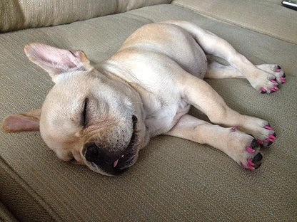 Warren London Pawdicure Dog Nail Polish Pens | Made in USA | Quick Dry, Low Odor, Non-Toxic Dog Accessories | Ideal for Dog Birthday, Dog Costume | 13 Colors | Neon Pink