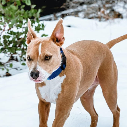 Martingale Collar for Training Dogs. Adjustable Reflective Dog Collars with Buckle- NO Pull-Prevents Slipping Out, for Medium Large XL Dogs. Helps with Strong pullers (M, Blue)