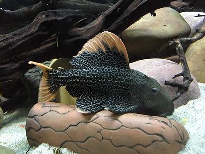 Plecoceramics Large Pleco Cave Breeding Ceramic Decorations Fish Tank Aquarium (1 pcs Large)