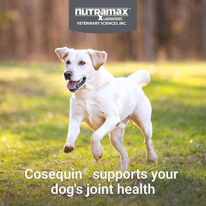 Nutramax Cosequin for Dogs Joint Health Supplement, Contains Glucosamine for Dogs, Plus Chondroitin, MSM and HA, Supports Healthy Joints, Chewable Tablets, 75 Count