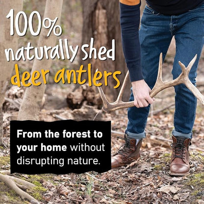 Snatchers Whole Elk Antlers for Mild to Aggressive Chewers  Durable, Naturally Shed Antlers for Dogs Processed in the USA with No Additives  Vitamin-Rich Dog Treats for Fun & Health (Medium 1 Count)