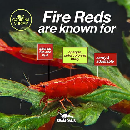 Fire Red Premium High-Grade Neocaridina Freshwater Aquarium Shrimp, Live Arrival Guarantee (Pack 20)