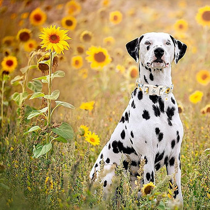 Elegant little tail Dog Collar,Sunflower Pattern Pet Collar Cute Durable Spring Female or Male Adjustable Cotton Pet Collar with Quick Release Buckle for Medium Dogs