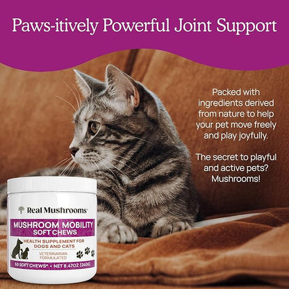 Real Mushrooms Mobility Chews for Dogs & Cats – Green Lipped Mussel & ErgoGold Mushroom Blend – Dogs & Cat Vitamins Treats for Active Routines – Joint, Hip & Flexibility Support – 240 ct Supplement