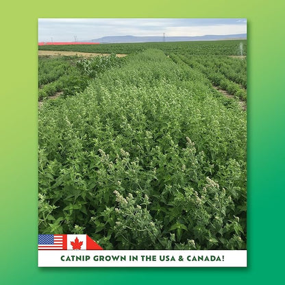 ZOOMIE Shark Kicker - Refillable Catnip Toy + Catnip | High Potency Hand Harvested Fresh | Soft Plush for Engaging Play