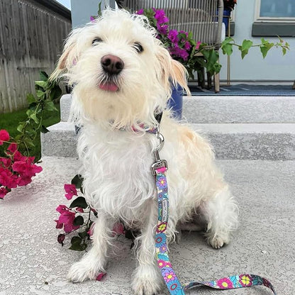 Lucky Love Dog Collars, Cute X-Small Dog Collars for Female Dogs, Part of Purchase Donated to Rescue, Caroline, Extra Small