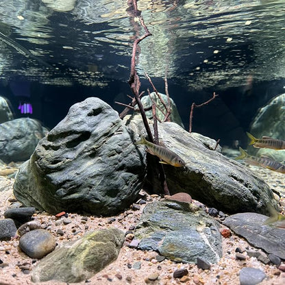 Aquarium River Rock Decorative Stones Fish Tank Rocks Aquarium Landscapes 20LB Decoration Stone for Aquariums Aquascaping Terrariums,Paludariums,and Gardens(4-9inch/4PCS)