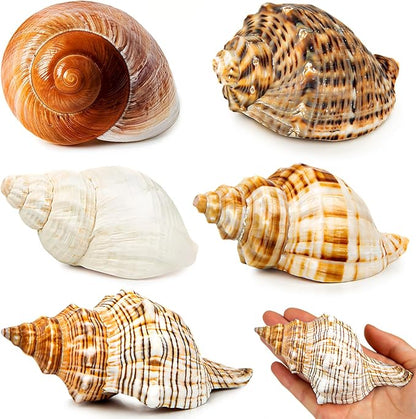 5PCS Extra Large Hermit Crab Shells | Natural Sea Conch Size 3" - 4.7", Opening Size 1.6" - 2.7" | Turbo Seashells for Hermit Crab Supplies and Beach Decoration Large Sea Shell