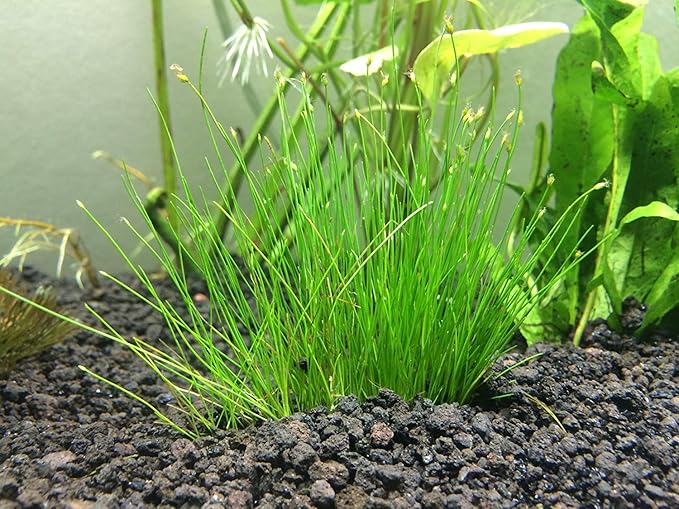 Tissue Culture Live Aquarium Plants | in Vitro Freshwater Aquatic Plants for Small Aquariums and Foreground (Dwarf Hairgrass)