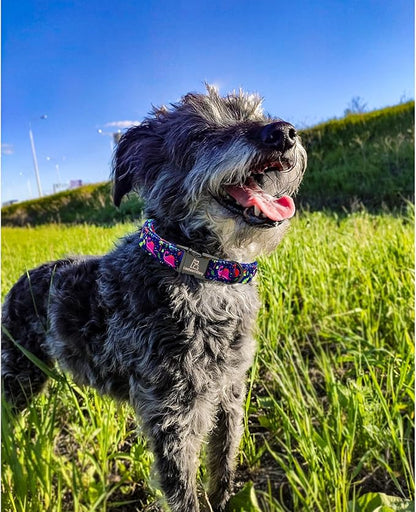 Lionheart glory Dog Collar, Blue Dog Collar Boy Dog Collars Adjustable Dinosaur Collar for Small Dogs Pet Gift