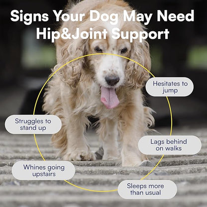 Advanced Hip & Joint Supplement for Dogs - 90 Soft Chews with Glucosamine, MSM, Chondroitin & Multivitamins - Helps Mobility, Flexibility & Arthritis Relief - Made with Pasture-Raised Chicken