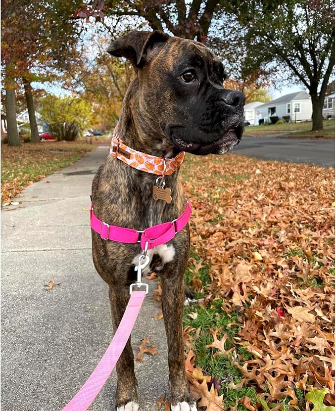 Lionheart glory Halloween Dog Collars Pumpkin Dog Collar Heavy Duty Adjustable Fall Dog Collar for X-Small Puppy Collar Dog Female or Male Dog Collar