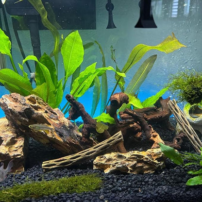 3 Pcs Natural Driftwood for Aquarium, Aquarium Driftwood Freshwater 8-10 Inch, Assorted Size Mopani Wood, Twisted Branches for Fishtank Accessories, Reptile Terrariums Decorations