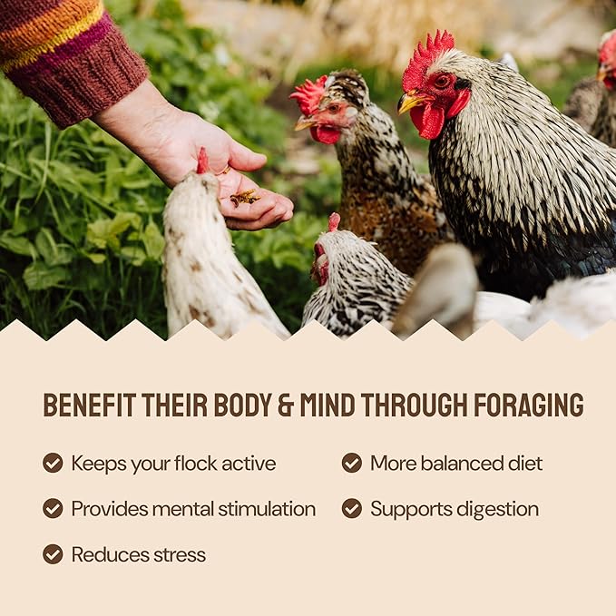 5lb Grubs & Grits Organic Chicken Feed - 3 Grub Blend with Oyster Shells & Grits - Dried Mealworms for Chickens Plus Large & Small Black Soldier Fly Larvae - Food Designed for Foraging