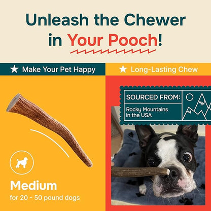 100% Natural - Elk Antlers for Dogs - Naturally Shed in USA - Dog Antler Chews for Medium Breeds - Natural, Long-Lasting Treats for Aggressive Chewers - Dog Chews - No Smell & No Mess - Medium